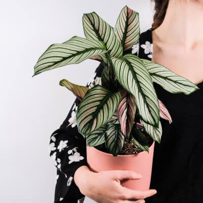 plants-store-gallery-img-5 Dracaena Lisa