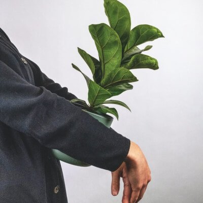 plants-store-gallery-img-6 Aralia Ming